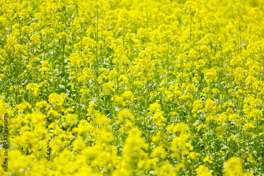 美しい菜の花畑 美しい菜の花畑