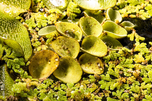 Close-up of Salvinia Molesta or Giant salvinia. Aquatic fern green background. Macro photography.
