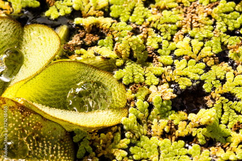 Close-up of Salvinia Molesta or Giant salvinia with water drop on the surface. Aquatic fern green background. Macro photography.