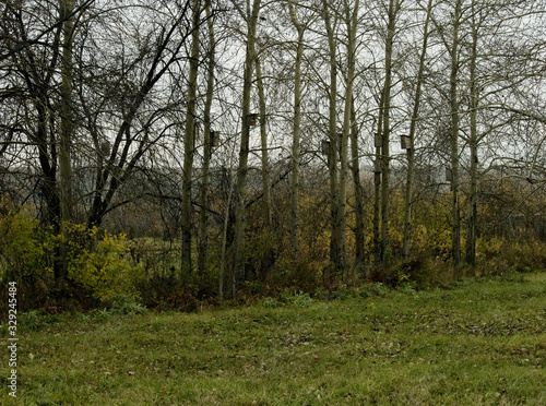 Birdhouses on trees