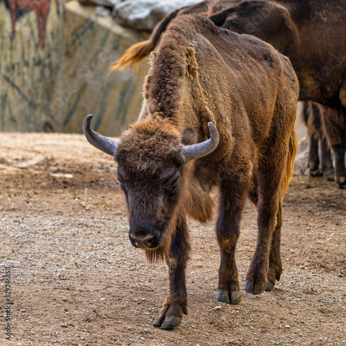 European bison, Bison bonasus in Jerez de la Frontera, Andalusia, Spain photo