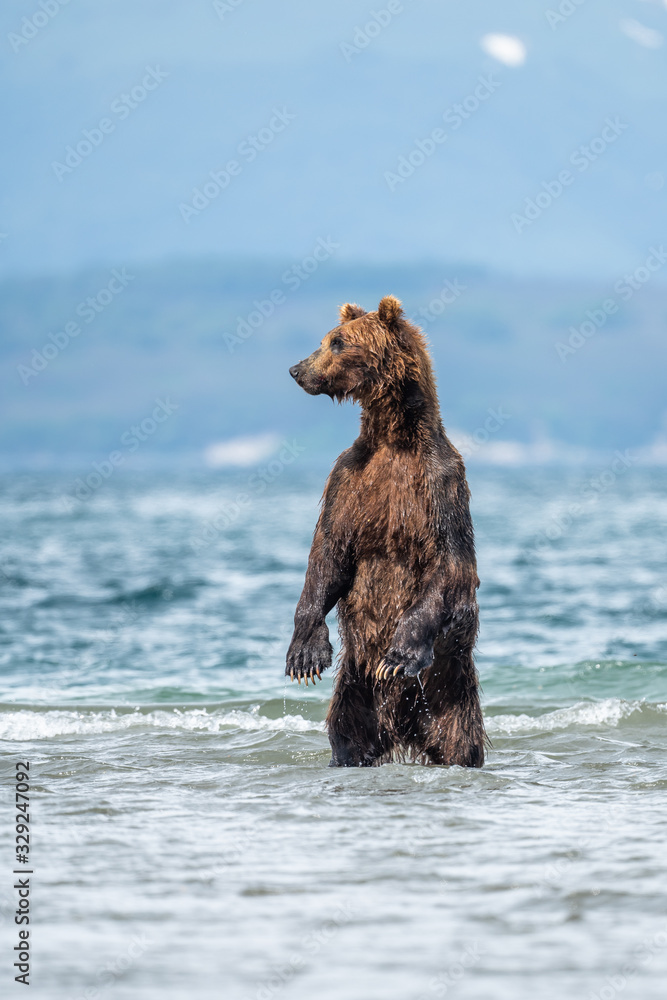 Ruling the landscape, brown bears of Kamchatka (Ursus arctos beringianus) Ruling the landscape, brown bears of Kamchatka (Ursus arctos beringianus)