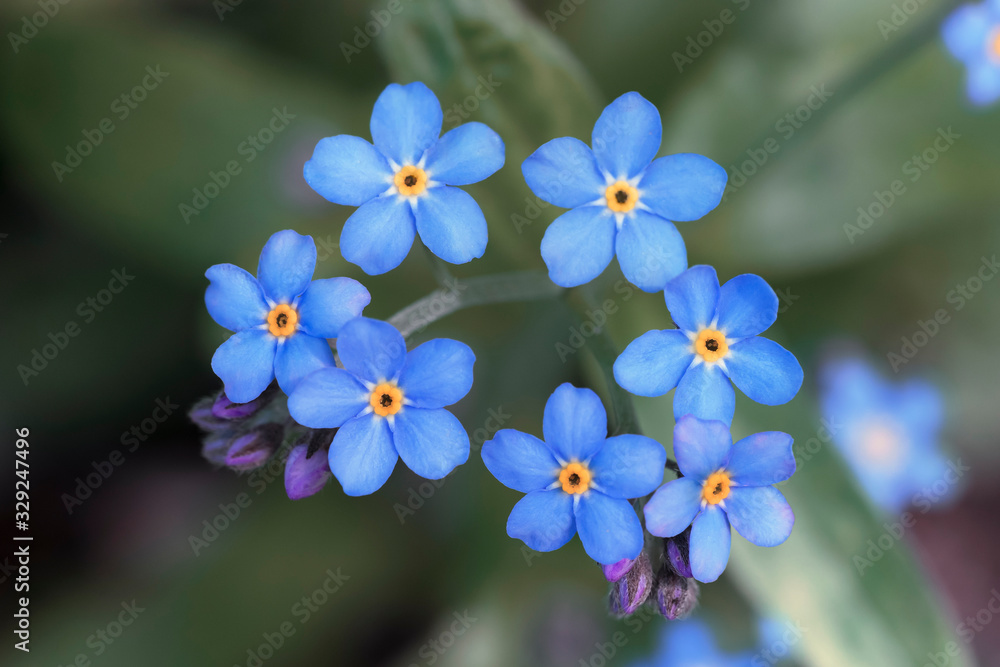 Spring blue forget-me-not flowers. Closeup of Myosotis sylvatica, little blue flowers on a blurred background Spring blue forget-me-not flowers. Closeup of Myosotis sylvatica, little blue flowers on a blurred background