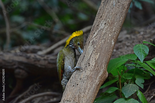 Greater yellownape (Chrysophlegma flavinucha), perched on a tree log photo