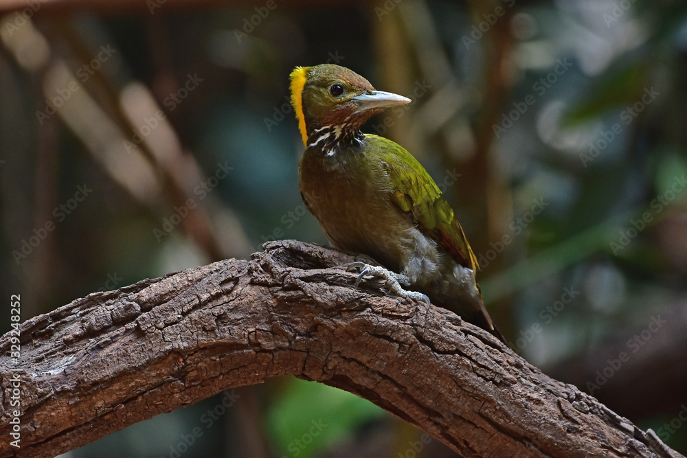 Obraz premium Greater yellownape (Chrysophlegma flavinucha), perched on a tree log