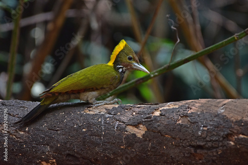 Greater yellownape (Chrysophlegma flavinucha), perched on a tree log photo