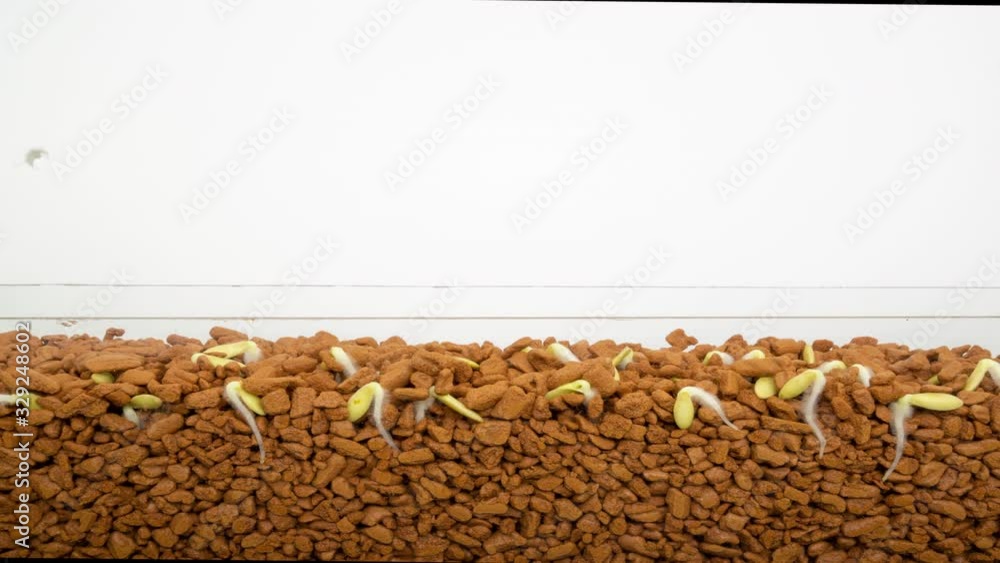 Germination of seeds in hydroponics. Aerial elevation and root system. Time Lapse Germination of seeds in hydroponics. Aerial elevation and root system. Time Lapse