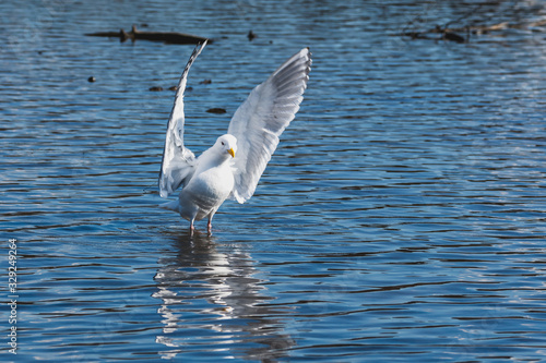 A bathing seagull spreading its wings and splashing water around. Vancouver BC Canada