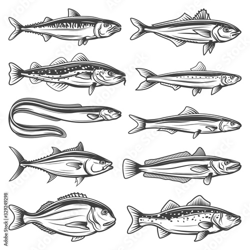 Fish species outline icons set. Sea animals horse mackerel, gilt-head bream or sea bass and anchovy, ocean eel, tuna, hake, codfish and sardine. Fishes types, fishing sport isolated vector objects