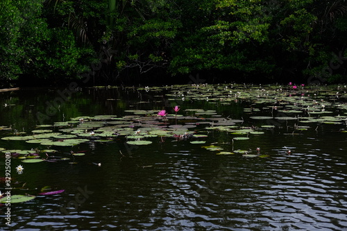 Foto pink water lilies in the pond