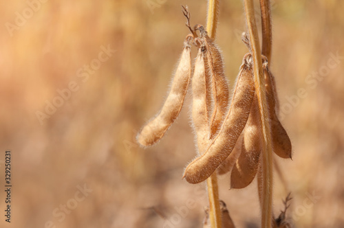 Ripe soybean pods on a stalk in a soybean field at harvest time. Soybean plant in the sun. Selective focus. Space for text.
