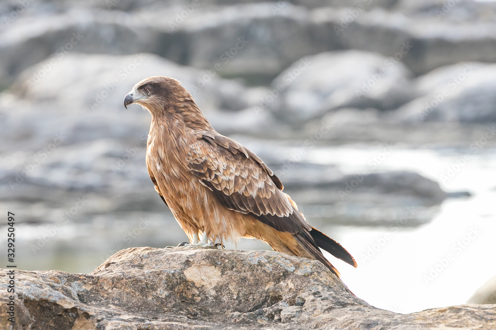 Fototapeta premium 仁右衛門島にいた鳶 千葉県鴨川市 日本