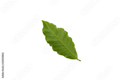 Coffee leaf isolated on white background