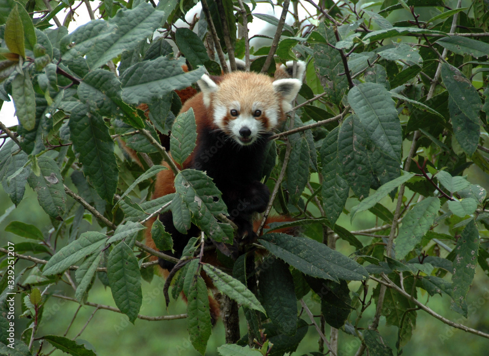 A red panda playing on the tree at Himalayan Zoological Park in Gangtok, Sikkim (India). Red A red panda playing on the tree at Himalayan Zoological Park in Gangtok, Sikkim (India). Red