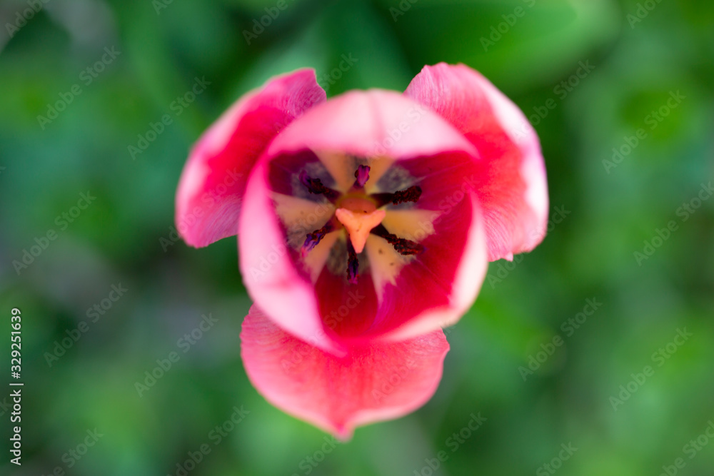 Fototapeta premium Pink tulip flower in the garden.