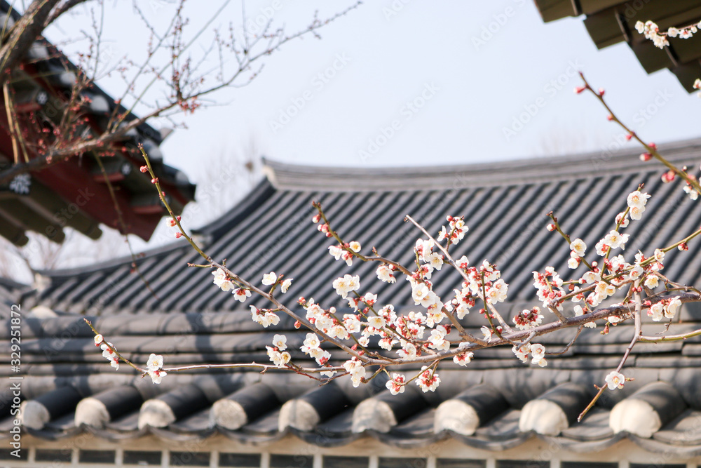 Hanok and cherry blossoms are beautiful in Korea. Stock Photo | Adobe Stock