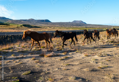 A herd of Icelandic horses in a pasture in Iceland