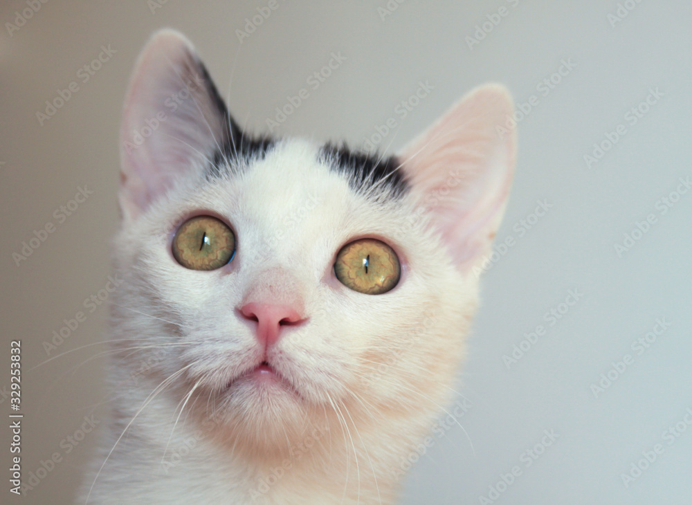 White cat head portrait on white background