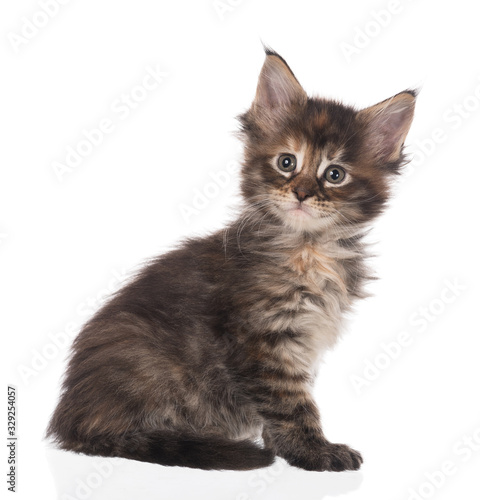 Maine Coon kitten © 2002lubava1981