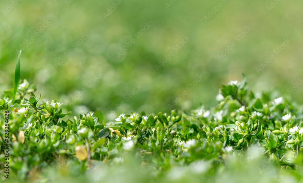 Tiny green leaves and white flowers of wildflowers in early spring. Tender spring Easter background Tiny green leaves and white flowers of wildflowers in early spring. Tender spring Easter background