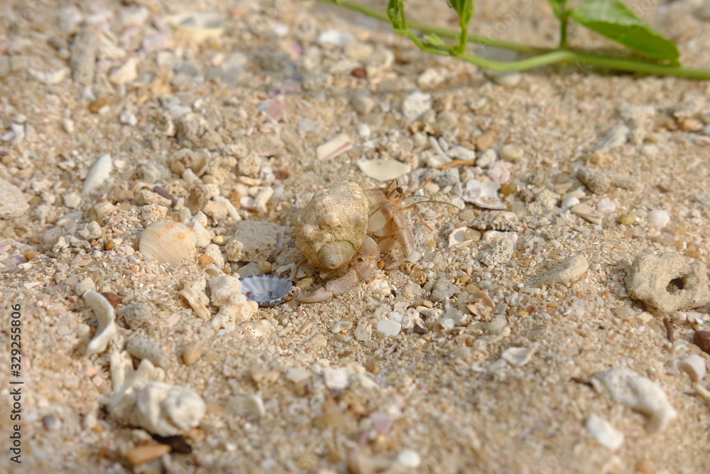 hermit crab on the beach