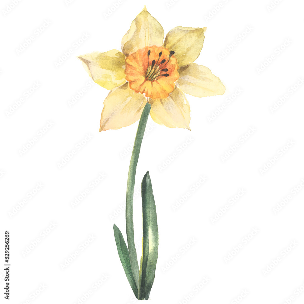 Yellow daffodil, watercolor illustration on a white background. Spring Flower.