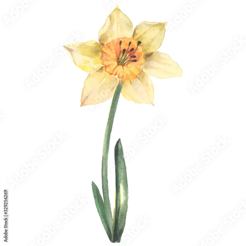 Fototapeta Naklejka Na Ścianę i Meble -  Yellow daffodil, watercolor illustration on a white background. Spring Flower.