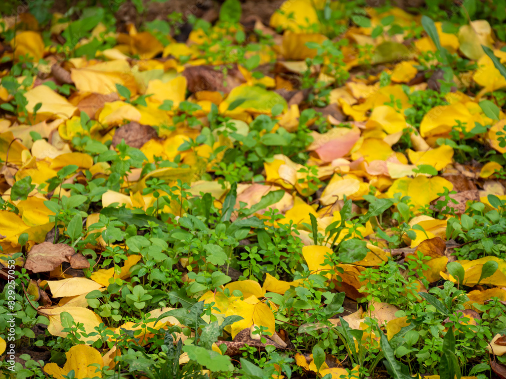 Fallen autumn leaves on the forest ground. Selective focus. Fallen autumn leaves on the forest ground. Selective focus.