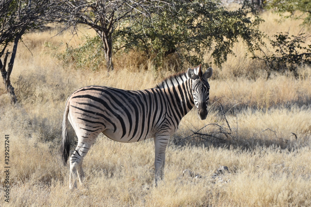 Zebras at Etosha National Park, Namibia Zebras at Etosha National Park, Namibia