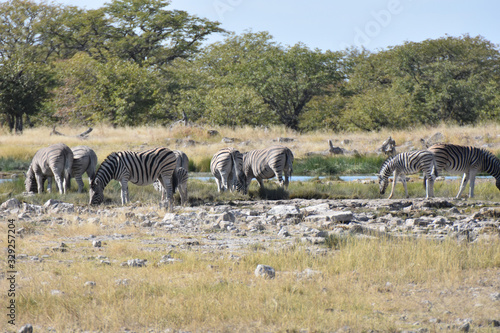 Zebras at Etosha National Park  Namibia