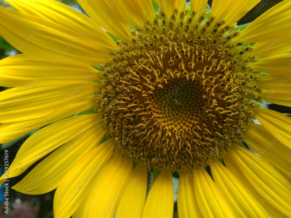 Obraz premium Sunflower in close up.
