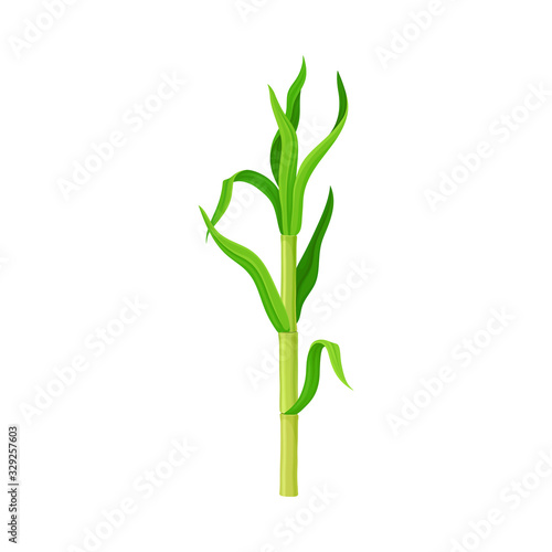 Green Sprout of Sugarcane Plant Isolated on White Background Vector Illustration
