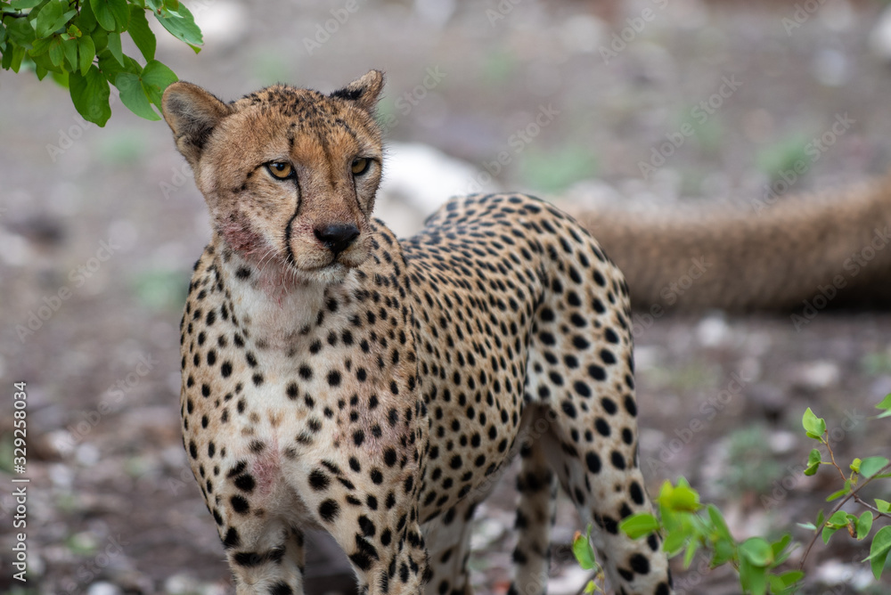 Gepard Portrait Gepard Portrait