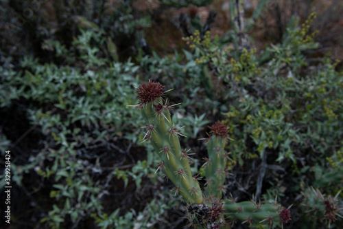 Close-up shot of Buckhorn Cholla cactus variant with spiky organelle.