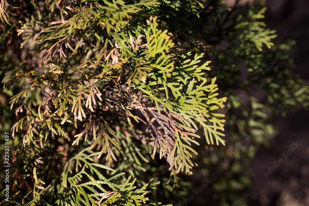 Large coniferous thuja disease. Withered branches. Plant treatment. - obrazy, fototapety, plakaty 