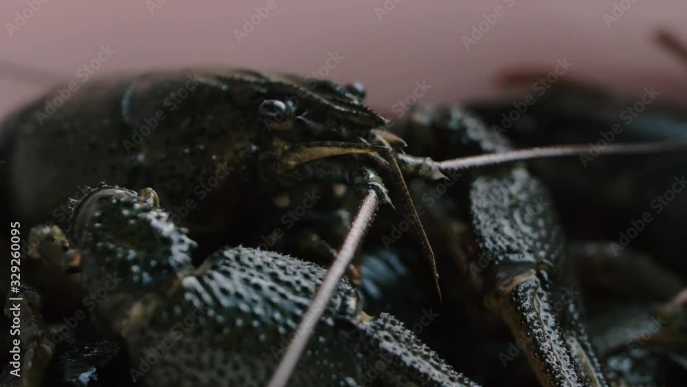 The European crayfish close-up (Astacus) The European crayfish close-up (Astacus)