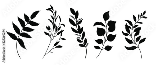 Set of leaves silhouette of beautiful plants, leaves, plant design. Vector illustration .