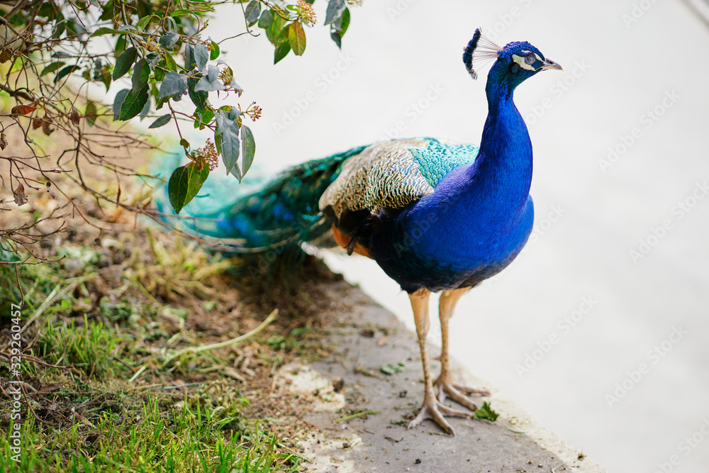 Fototapeta premium Beautiful colorful male peacock outdoors.
