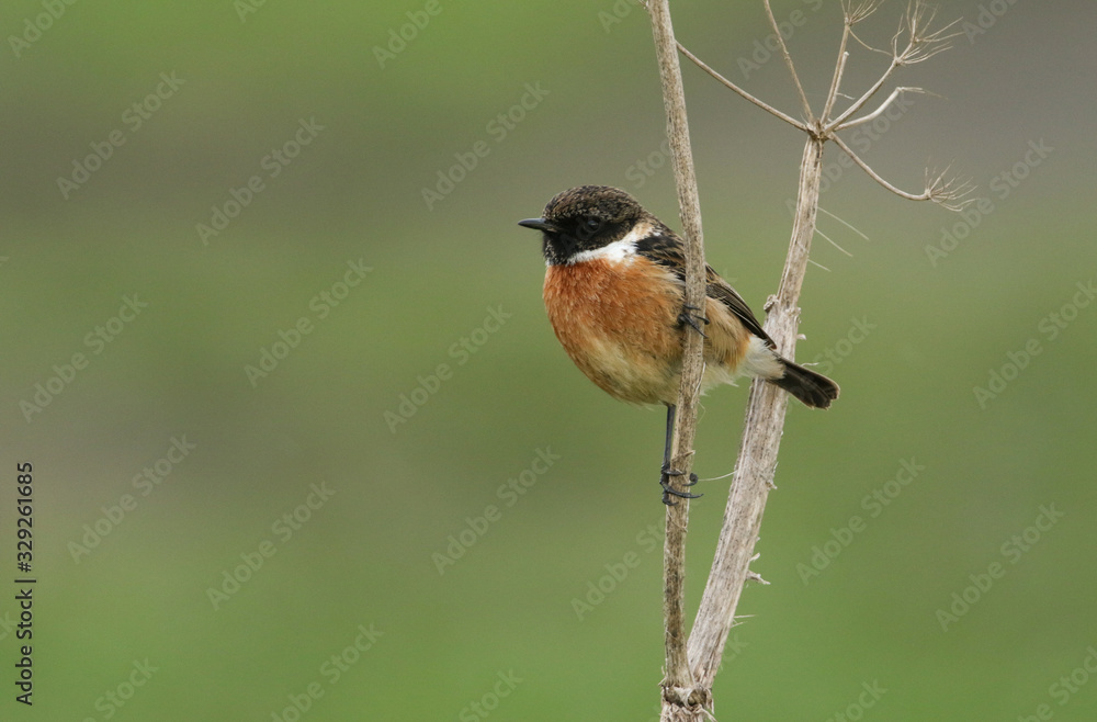 A male Stonechat, Saxicola rubicola, perching on a plant stem. It is looking around for insects to capture and eat. A male Stonechat, Saxicola rubicola, perching on a plant stem. It is looking around for insects to capture and eat.