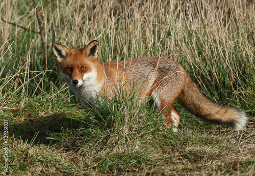 A stunning wild Red Fox, Vulpes vulpes, hunting for food in a meadow. © Sandra Standbridge