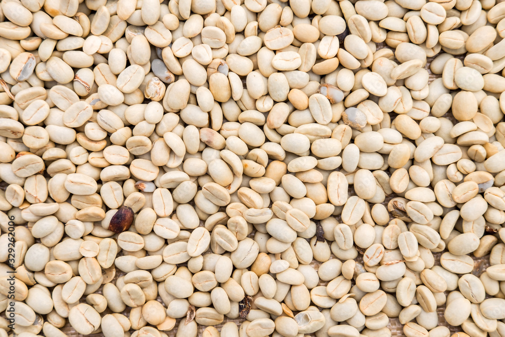 Process before being a coffee product to Coffee beans under sun to dry on background Process before being a coffee product to Coffee beans under sun to dry on background