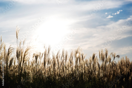 flamegrass silvergrass reed blue sky landscape nature