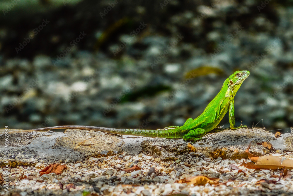 Fototapeta premium Iguana - Ctenosaura pectinata