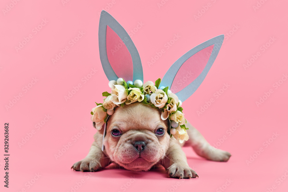 French Bulldog puppy dressed up as easter bunny with blue paper rabbit ears headband with flowers on pink background