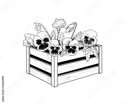 . Seedlings of Pansies in a wooden box.Vintage ink drawing. Vector illustration..