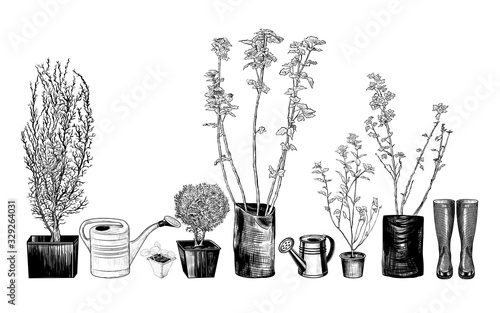 .Vintage collection of shrub seedlings with various accessories.Planting and transplanting plants..Hand-drawn vector illustration in a sketch style. Isolated design elements. Clipart..