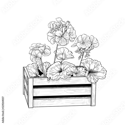 .Geranium seedlings in the wooden box.Vintage ink drawing.Vector illustration.