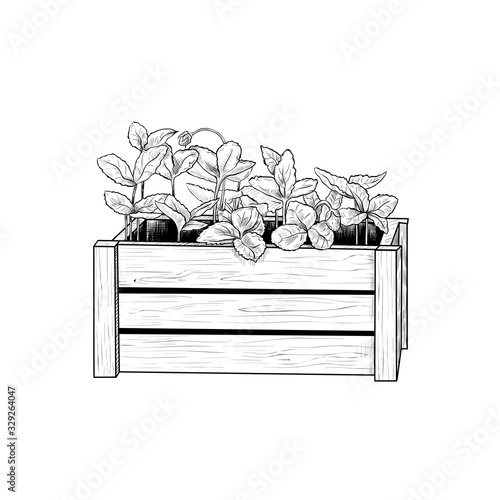 .Strawberry seedlings in a wooden box..Vintage ink drawing.Vector illustration..