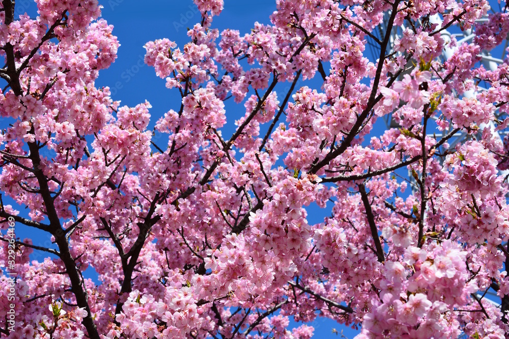 桜、サクラ、満開の河津桜