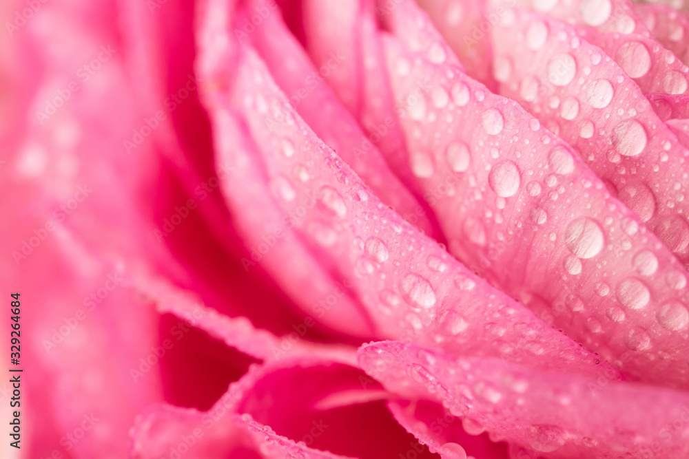 Persian buttercup. Bunch pale pink ranunculus flowers light background. Wallpaper, Horizontal photo . Persian buttercup. Bunch pale pink ranunculus flowers light background. Wallpaper, Horizontal photo .